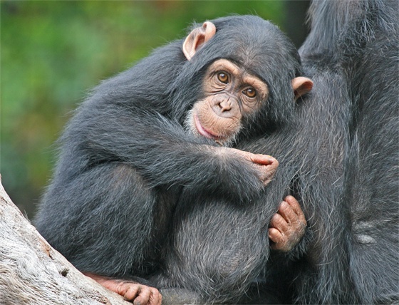 ¿Sabías que los primates también tienen el gen de la calvicie?
